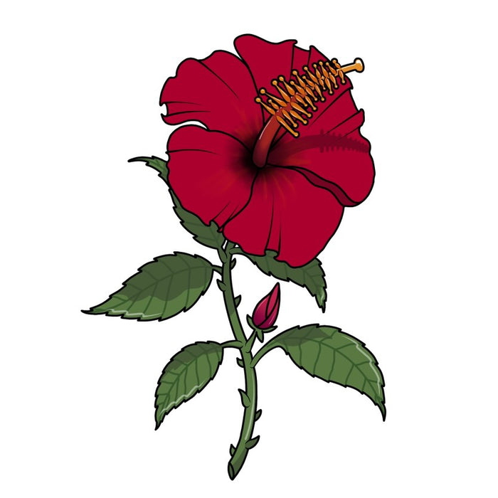 Hibiscus