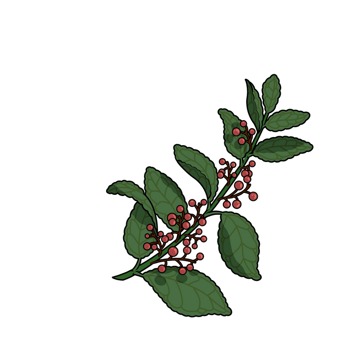 Yerba Maté