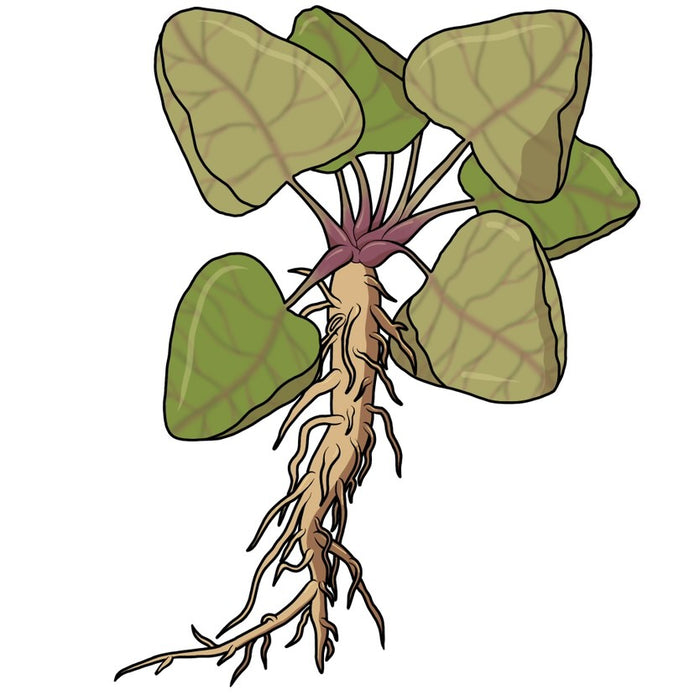 Burdock Root